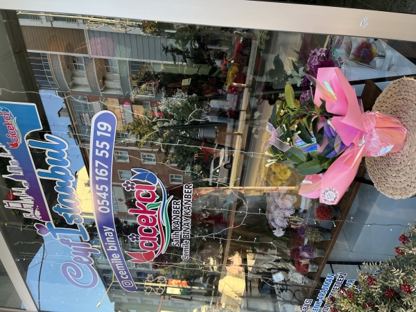Saksı çiçeği Arap yasemini